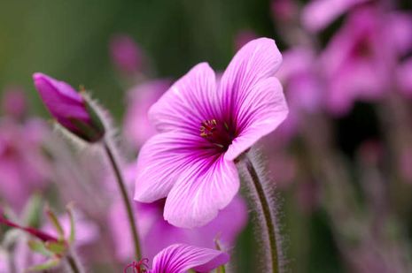 Geranium maderense