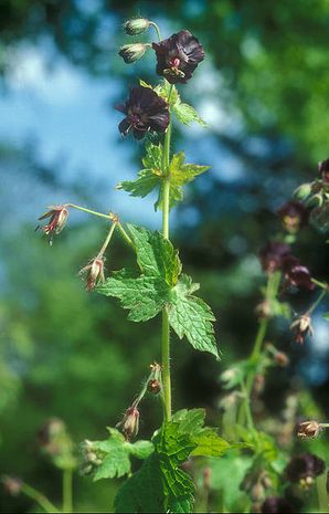 Geranium phaeum