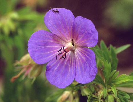 Geranium pratense