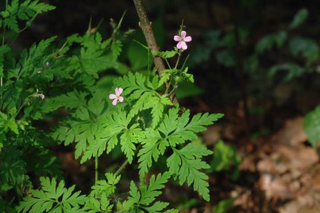 Geranium robertianum, Storchschnabel