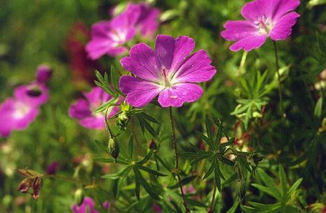 Geranium sanguineum