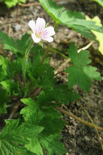 Geranium