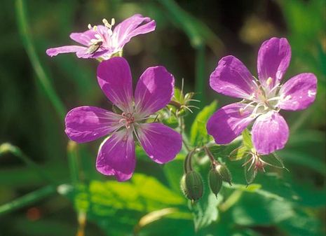 Geranium sylvaticum