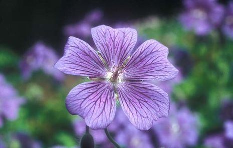 Geranium x magneficum, Pracht-Storchschnabel