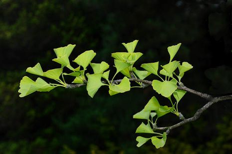 Ginkgo biloba, Ginkgo-Gewächs