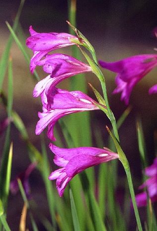 Gladiolus communis, gemeine Siegwurz