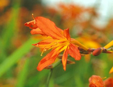 Gladiole, Gladiolus illyricus