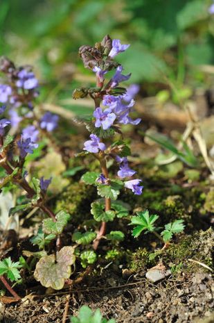 Glechoma hederacea, Gundermann