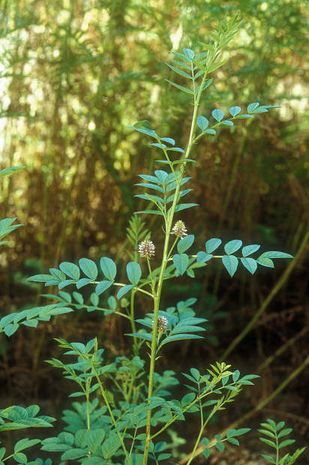 Glycyrrhiza glabra, Süssholz