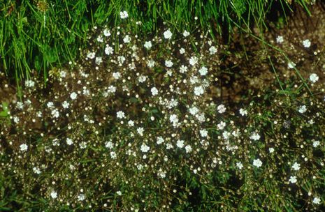 Gypsophila paniculata, Schleierkraut