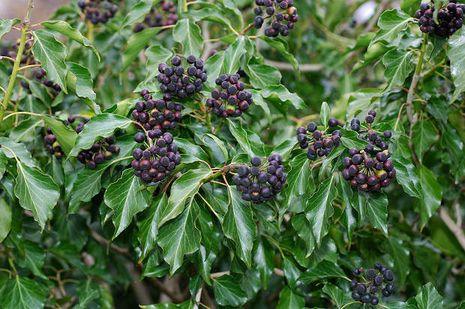 Hedera helix, Efeu