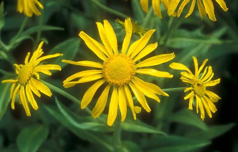 Helenium hoopesii, Sonnenbraut