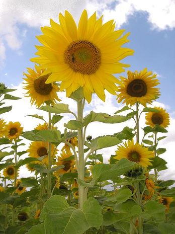 Helianthus annuus, Sonnenblume einjährig