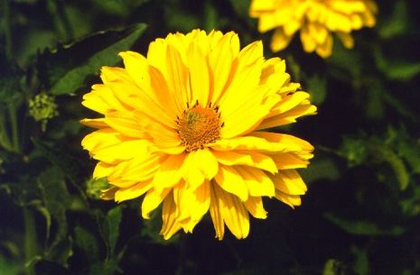 Heliopsis helianthoides var. scabra, Sonnenauge