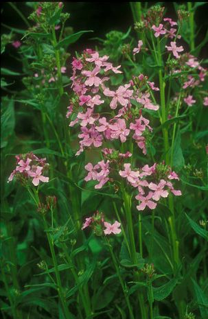 Hesperis matronalis, Nachtviole