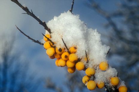 Hippophae rhamnoides, Sanddorn