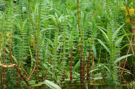 Hippuris vulgaris, Tannenwedel