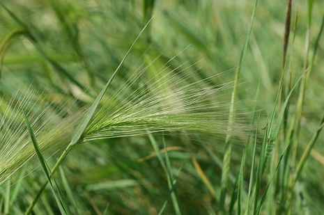 Hordeum jubatum, Mähnengerste