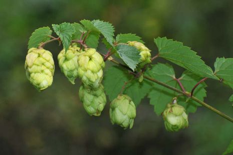 Humulus lupulus, Hopfen