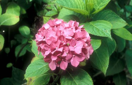 Hydrangea macrophylla, Ball-, Bauern- oder Gartenhortensie