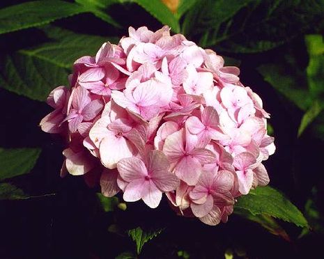 Hydrangea serrata-Hybride, Tellerhortensie