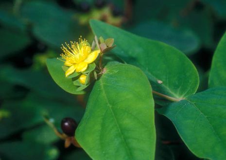 Hypericum androsaemum, Johanniskraut