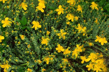 Hypericum olympicum, Johanniskraut