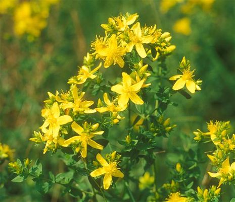 Hypericum perforatum, Johanniskraut