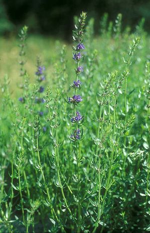 Hyssopus officinalis, Ysop