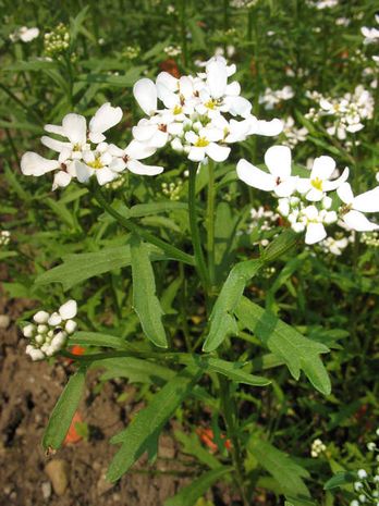 Iberis amara, Schleifenblume