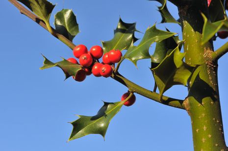 Ilex aquifolium, Stechpalme