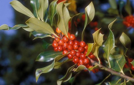 Ilex aquifolium, Stechpalme