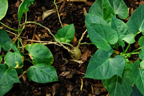 Ipomoea batatas, Süßkartoffel