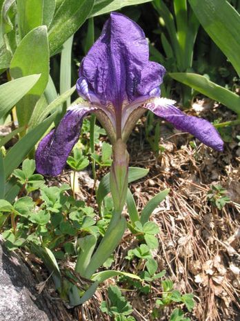 Iris aphylla, Schwertlilien