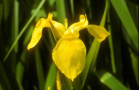Iris pseudacorus, Wasserschwertlilie