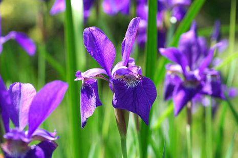 Iris sibirica, Sibirische Wieseniris