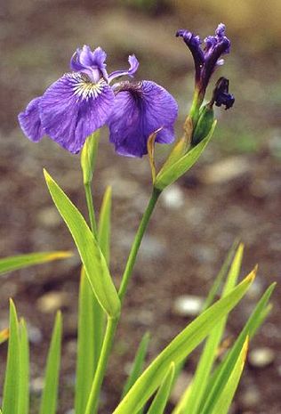 Iris spuria, Steppeniris