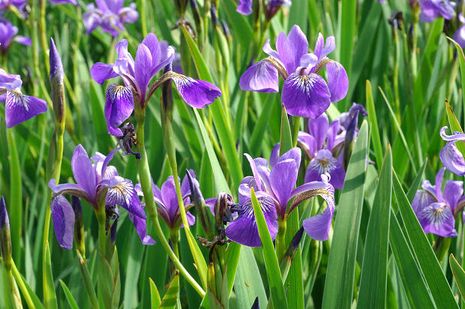 Iris versicolor, Schwertlilie