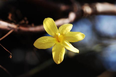 Jasminum nudiflorum, Winterjasmin