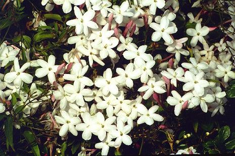 Jasminum officinalis, gemeiner Jasmin