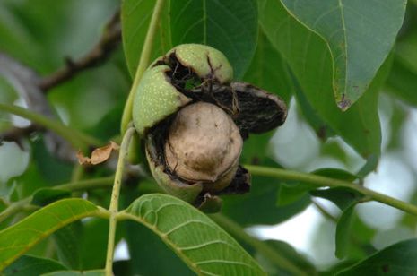 Juglans regia. Walnuß