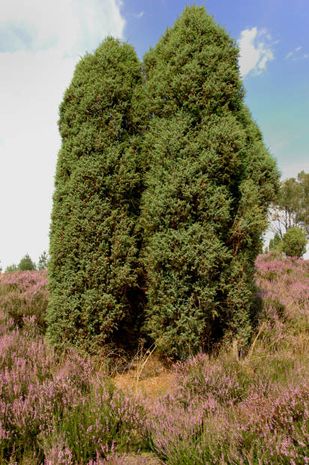 Juniperus communis, Gemeiner Wacholder