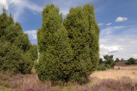 Juniperus communis, Wacholder/ Machandel 