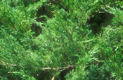 Juniperus sabina, Wacholder