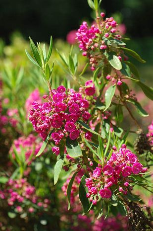 Kalmia angustifolia, Lorbeer