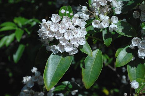 Kalmia latifolia, Berglorbeer