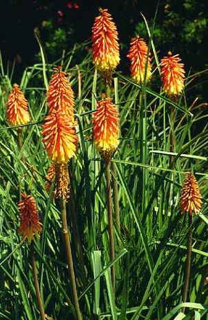 Kniphofia, Fackellilie