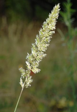 Koeleria glauca, Schillergras