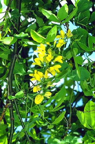 Laburnum alpinum, Alpen-Goldregen 