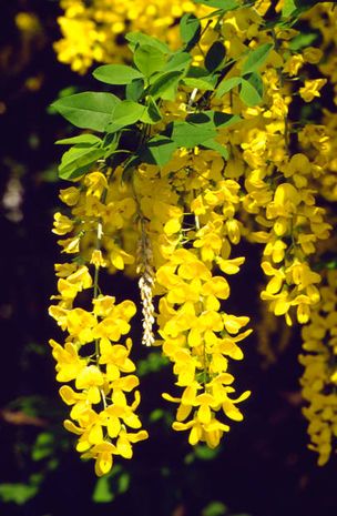 Laburnum anagyroides, Gemeiner Goldregen